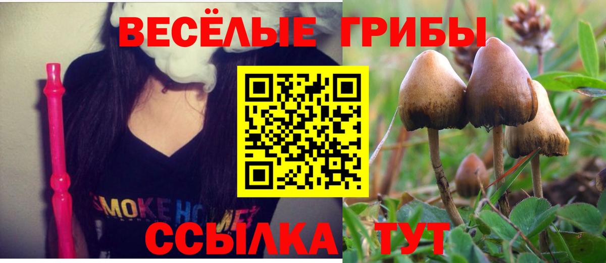 Псилоцибиновые грибы GOLDEN TEACHER  Вход с VPN  Галлюциногенные грибы Psilocybine cubensis  Большой Камень 